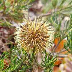 sphaerocarpa var pumilio